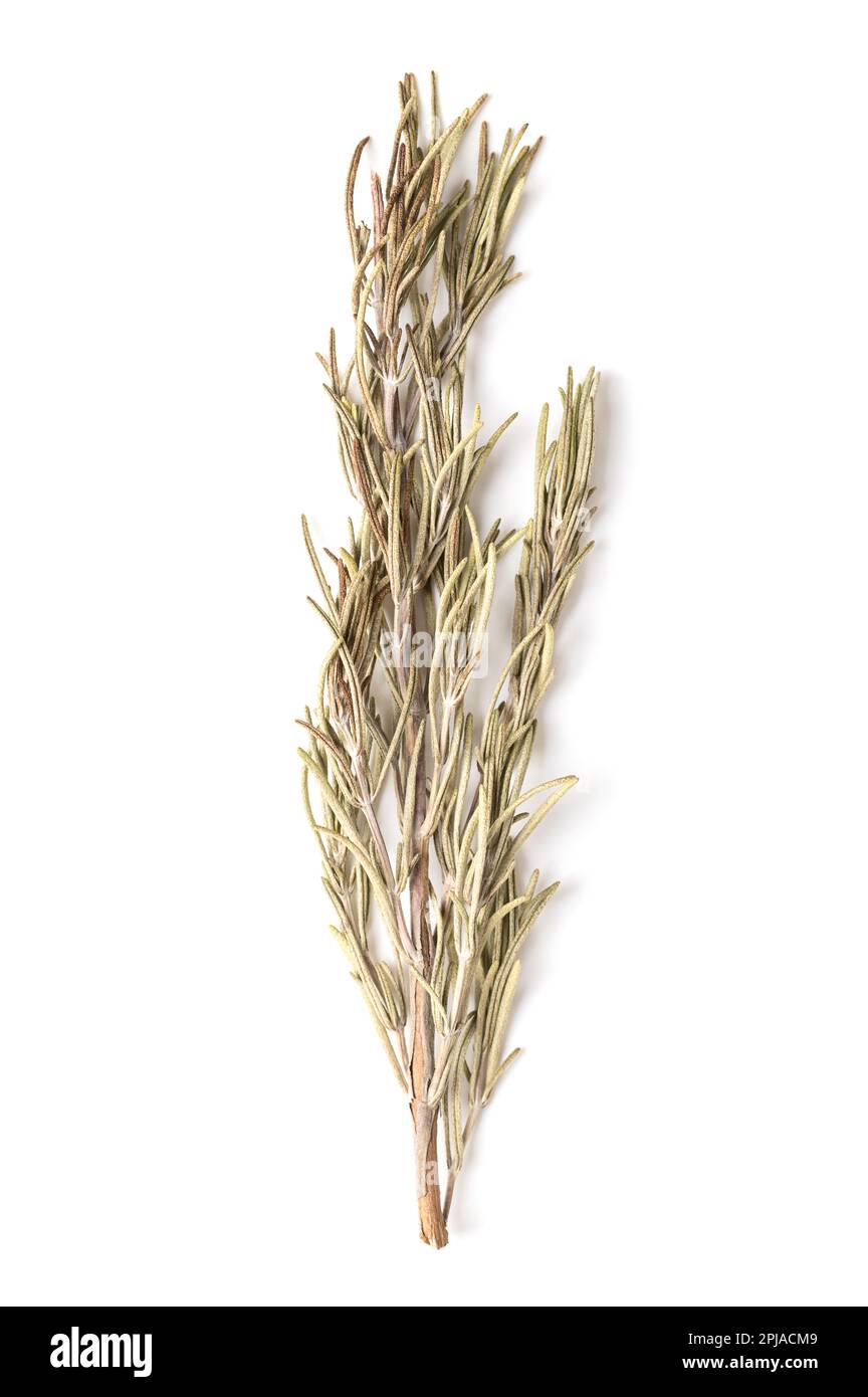 Getrockneter Rosmarin-Zweig, von oben, auf weißem Hintergrund. Rosmarinzweig, Salvia rosmarinus. Aromatischer immergrüner Strauch mit duftenden, nadelähnlichen Blättern. Stockfoto