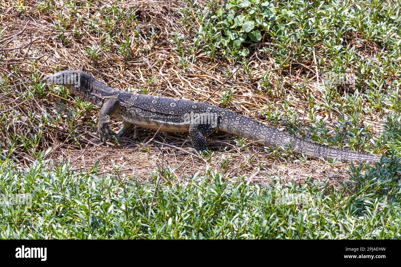 Eine Eidechse der asiatische Wasserwächter (Varanus Salvator) wandert an einer Küste, Thailand Stockfoto