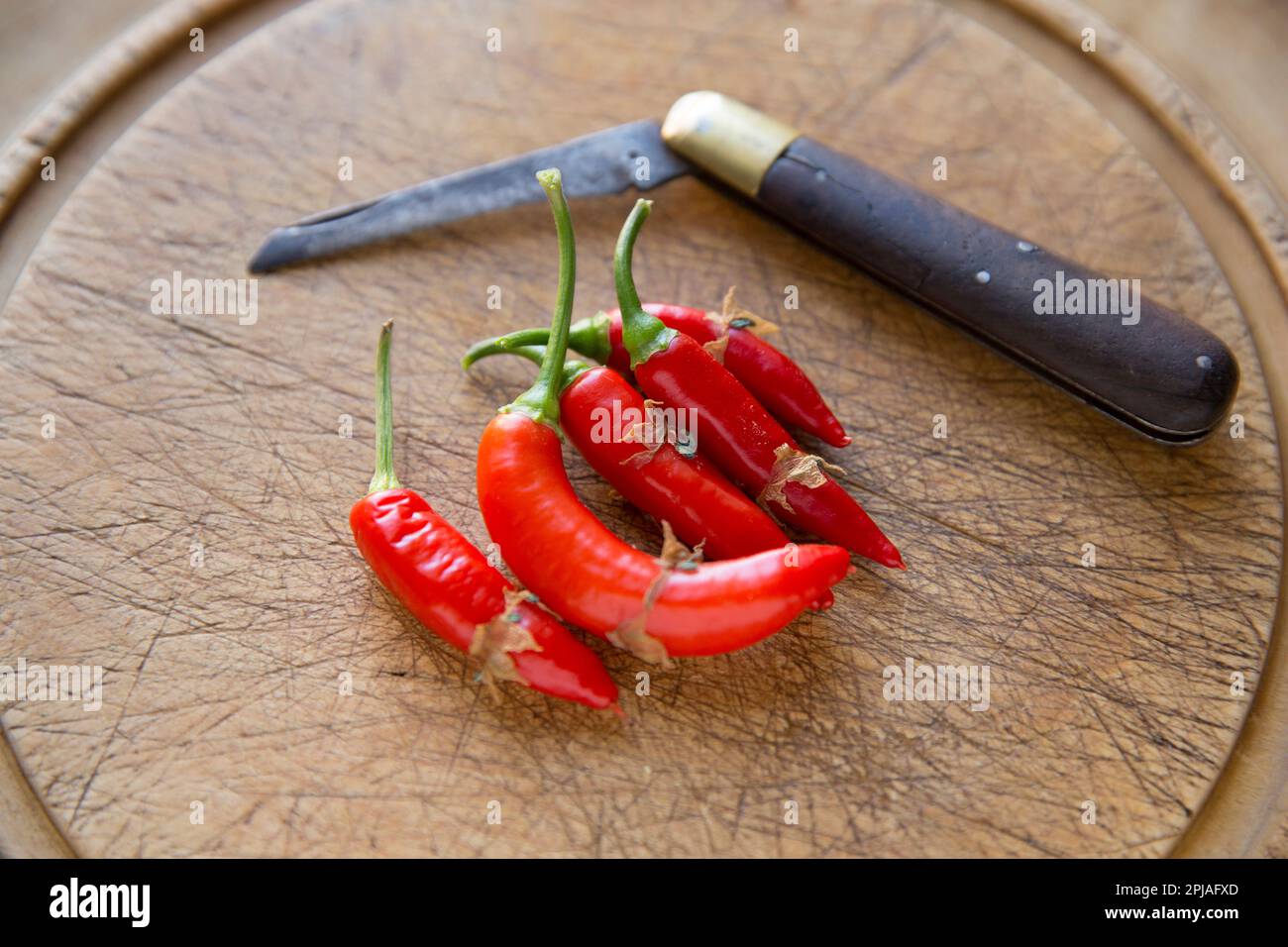 Selbst angebaute rote Chilischoten neben einem alten Taschenmesser, das auf einem Holzbrett ruht. England GB Stockfoto
