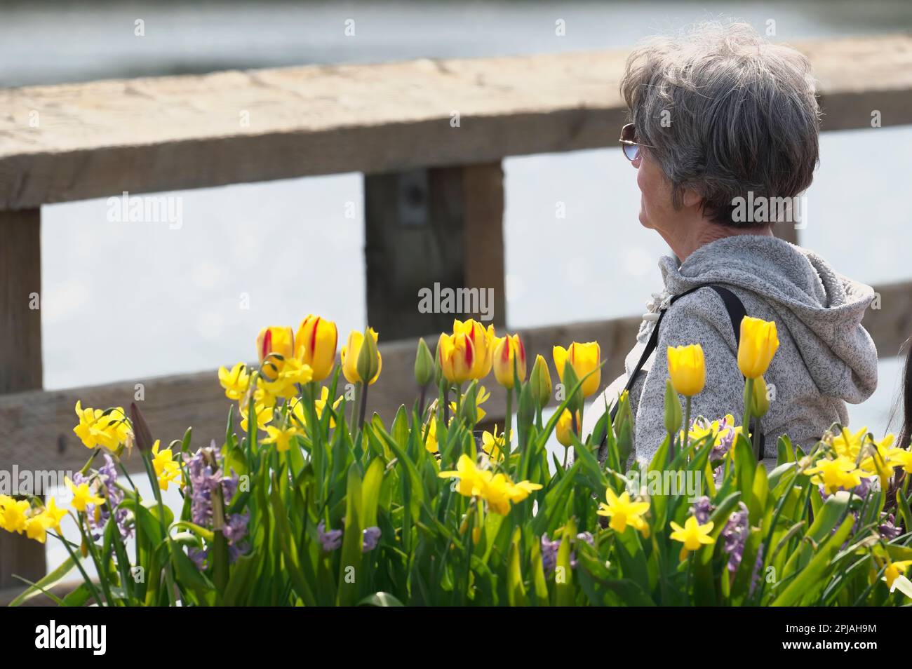 Eine weiße Frau mittleren Alters, die ruhig neben gelben Blumen sitzt, während sie im Rocky Point Park, Port Moody, B.C., Kanada, über das Wasser blickt. Stockfoto