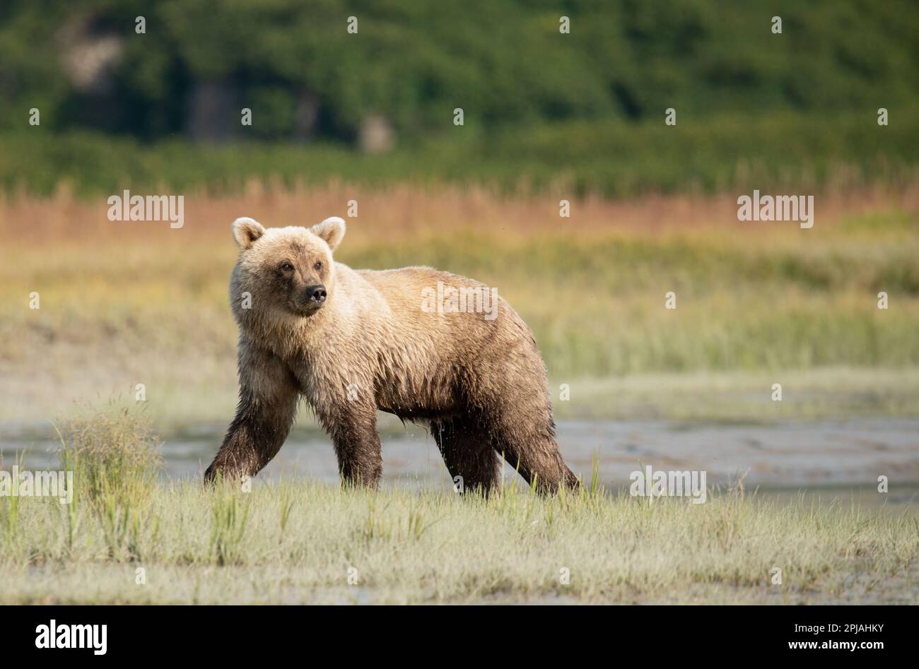 Alaska Braunbär bewegt sich durch die Wiese am Ufer des Flusses, während er während des Lachslaufs in Alaska im Herbst nach einer Mahlzeit angeln kann. Stockfoto