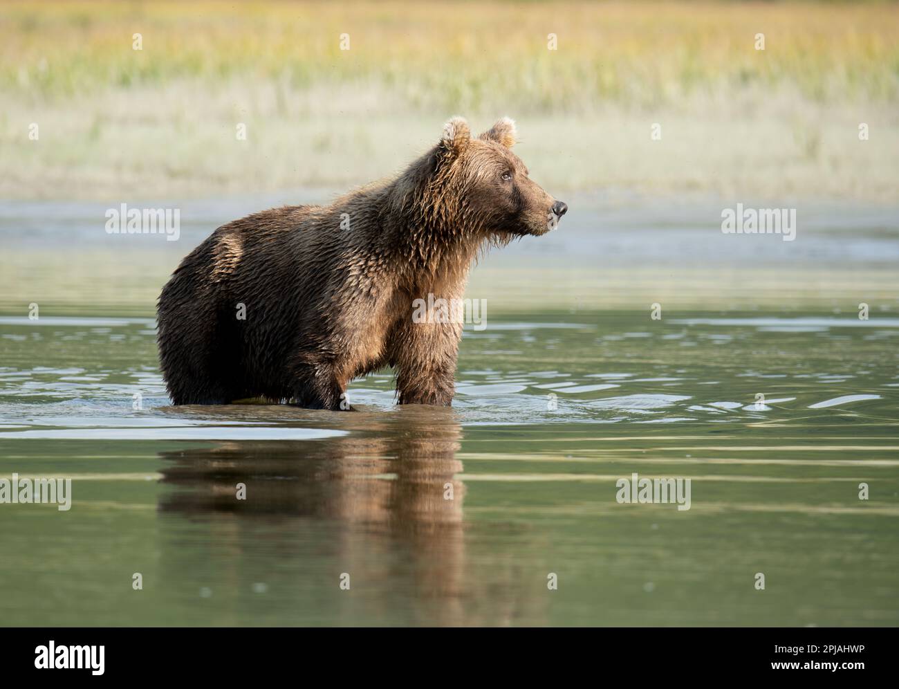 Alaska Braunbär, der während des Lachs im August mit seiner Reflexion im Fluss nach einer Mahlzeit angeln will. Stockfoto