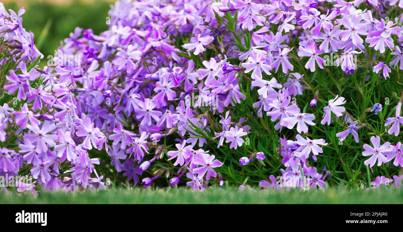 Leuchtende violette Phloxblumen. Der abstrakte Hintergrund verleiht dem Bild einen Hauch von Einzigartigkeit und macht es perfekt für jedes kreative Projekt Stockfoto