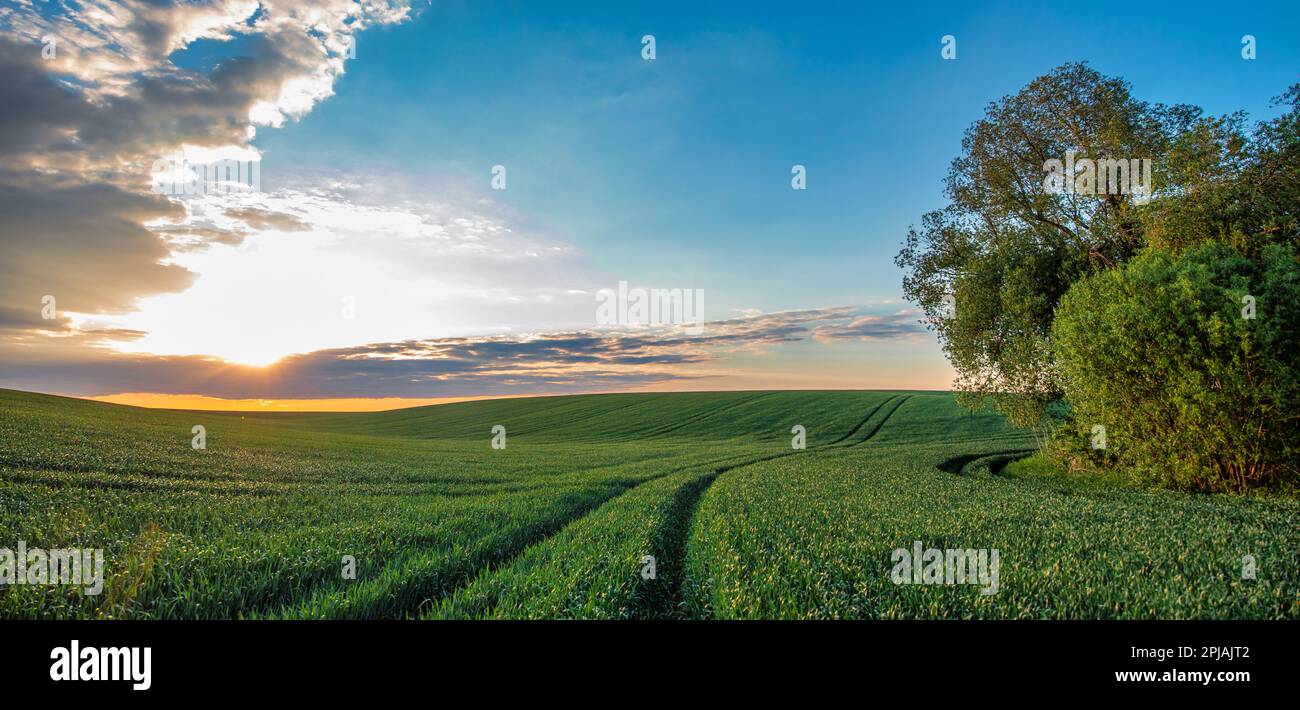 Lassen Sie sich von dem fesselnden Anblick lebendiger grüner Weizenfelder verzaubern, die sich harmonieren mit dem beruhigenden blauen Himmel Stockfoto