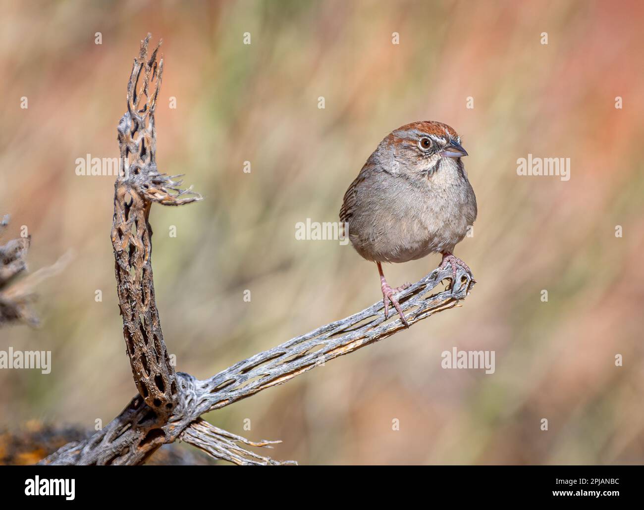 Ein wunderschöner, von Rufus gekrönter Spatz, hoch oben auf einem Cholla-Skelett in einem Colorado Wüstenschlucht. Stockfoto