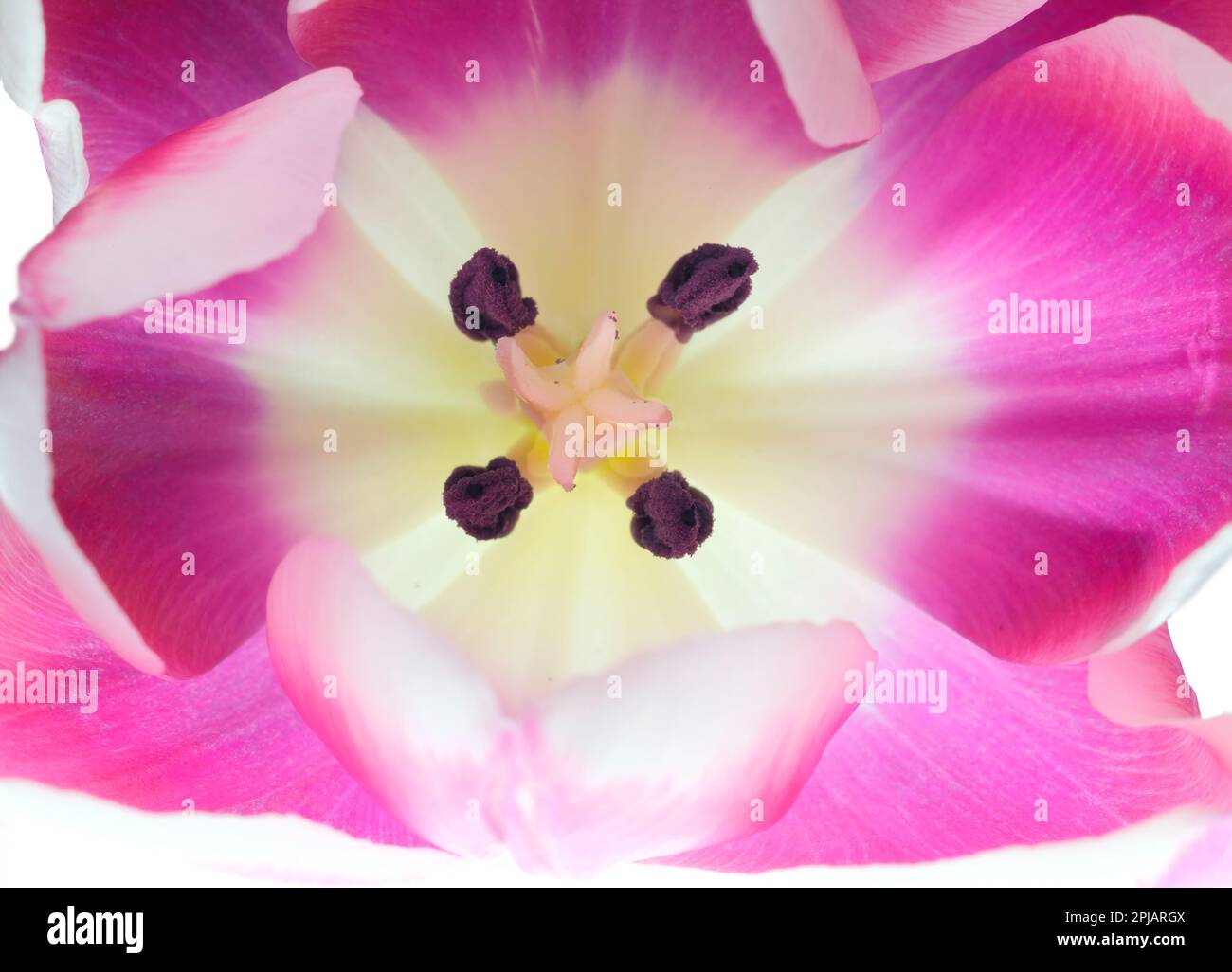 Nahaufnahme des mittleren Teils der blühenden rosa Tulpe, selektiver Fokus Stockfoto