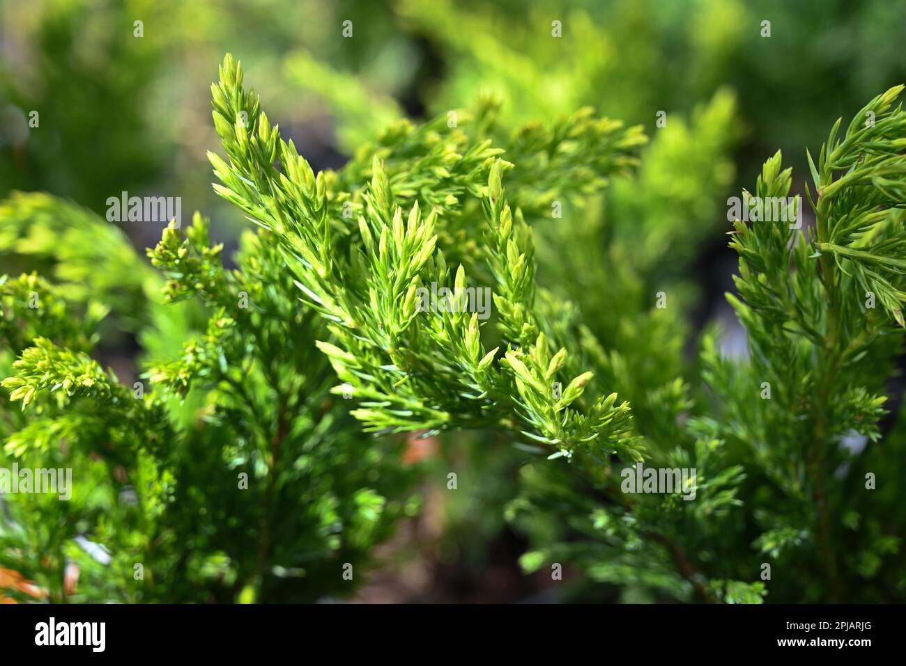 Die Hände des Gärtners halten einen Topf mit einem Baum in einem Blumenladen oder Gewächshaus. Eine Frau, die eine Primrose in der Hand hält, gibt der Pflanze einen vermarktbaren Appea Stockfoto