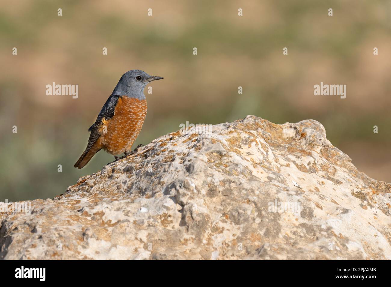 Gemeiner Felssoor Rupus-Schwanz-Felssoor oder einfach Felssoor Stockfoto