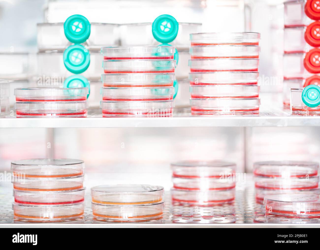 Nahaufnahme von Zellkulturschalen und Zellkulturkolben in einem Inkubator als Symbol für im Labor angebautes Fleisch Stockfoto