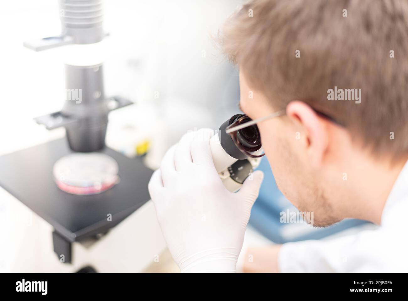 Wissenschaftler, die durch ein Mikroskop schauen, um eine Zellkulturschüssel zu untersuchen Stockfoto