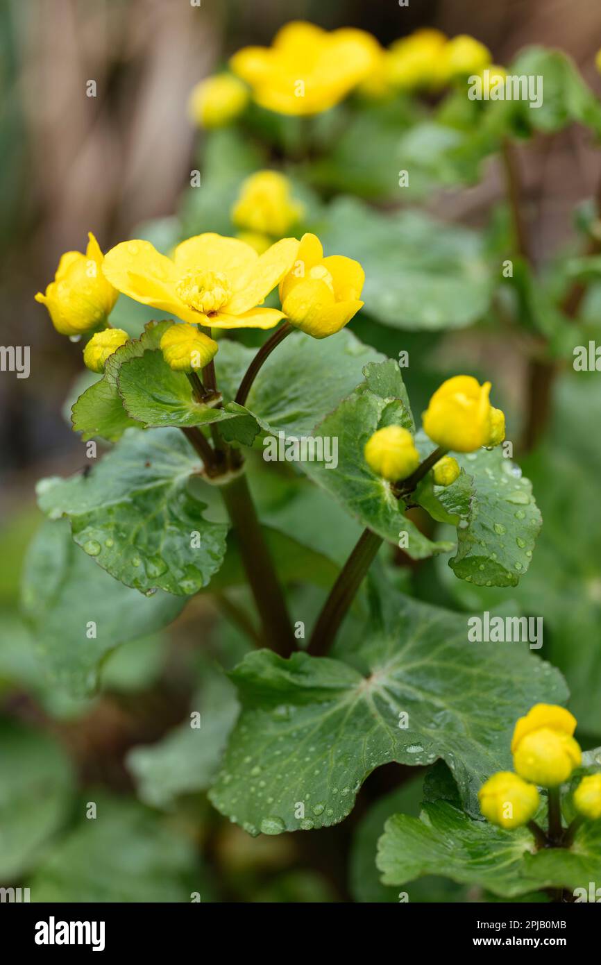Die gelbe Marigold im Frühling blüht Stockfoto