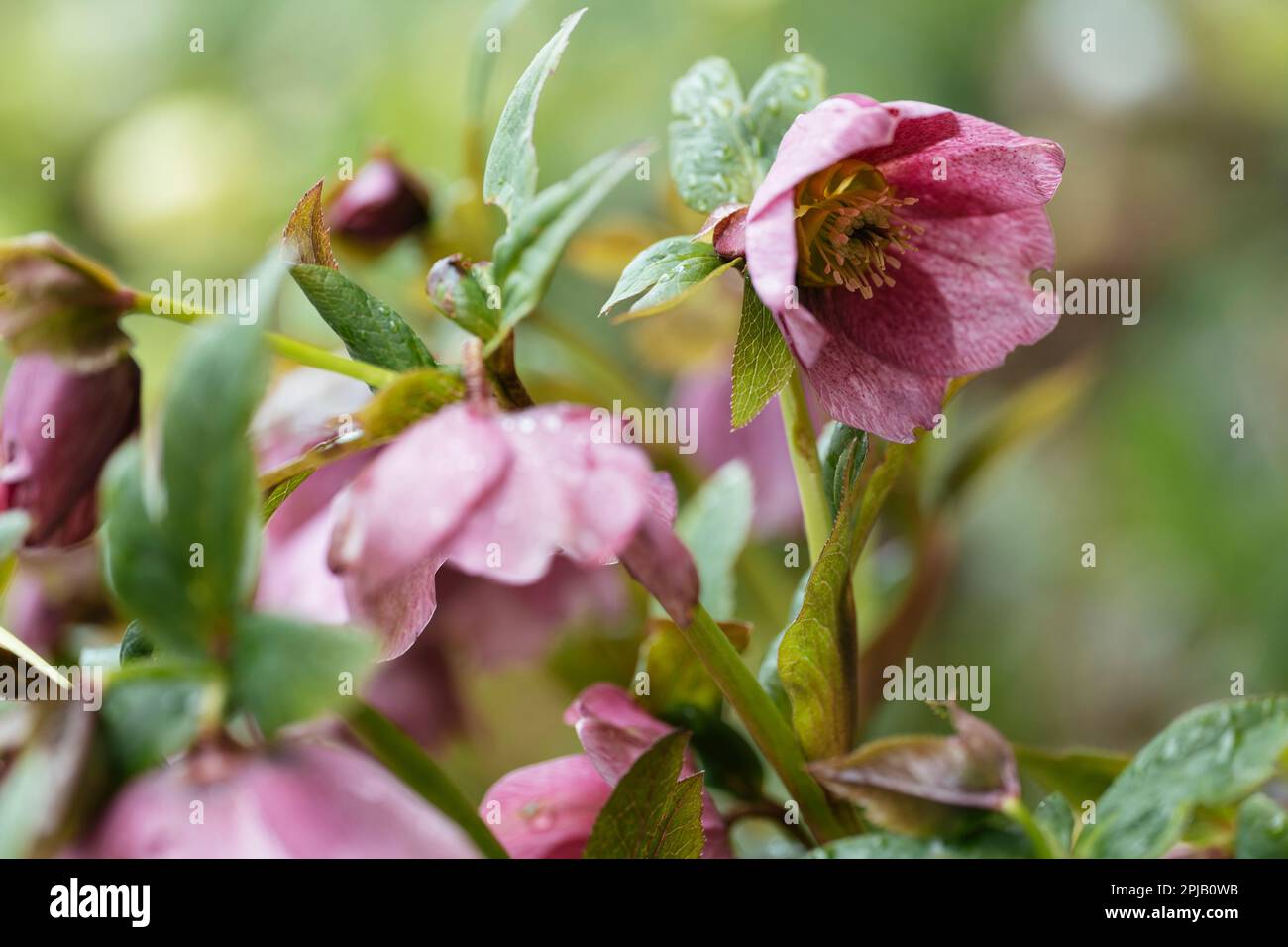 Blühende rosa Helleberblüten im Frühling Stockfoto