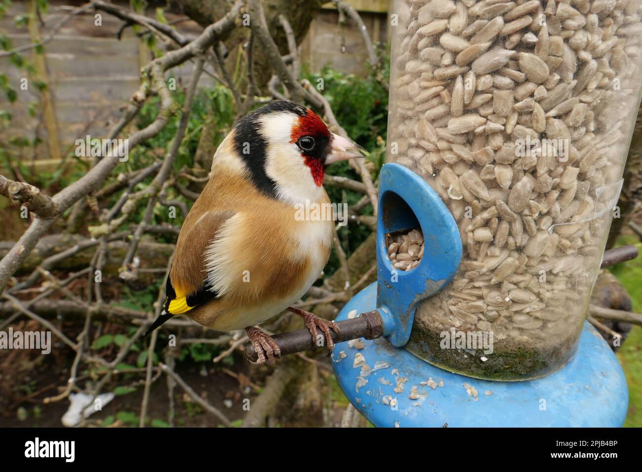 Nahaufnahme Goldfinch English Back Garden Bird Feeder Birds im Winter 2023 Fütterung aus Sonnenblumenkernen Stockfoto