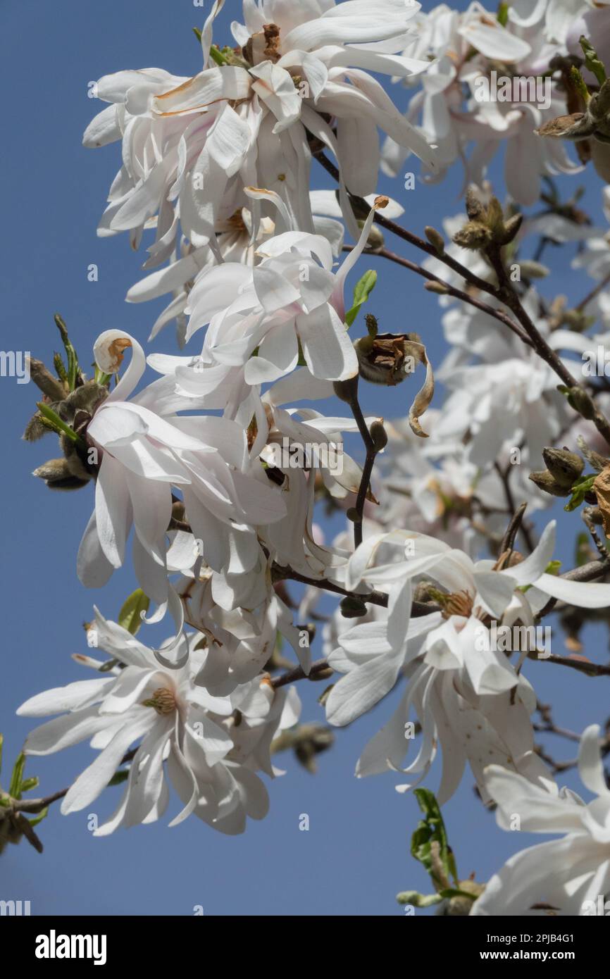 Frühling, Blumenbaum, Magnolia stellata Stockfoto