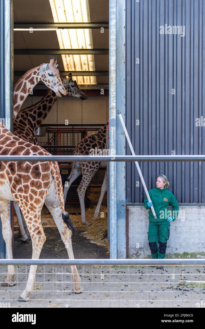 Cobh, County Cork, Irland. 1. April 2023. Die Sonne schien heute im Fota Wildlife Park in Cobh, der viele Besucher zu den Tieren brachte. Ein Hüter geht zur Fütterungszeit in den Knast der Giraffe. Kredit: AG News/Alamy Live News Stockfoto