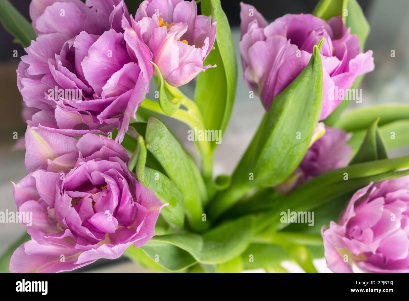 Ein Strauß rosa Tulpen. Frühlingskonzept. Frühlingsblumen. Romantisches Geschenk mit Blumenmotiv. Frühling-Natur-Hintergrund. Lila Blumen schließen sich. Stockfoto