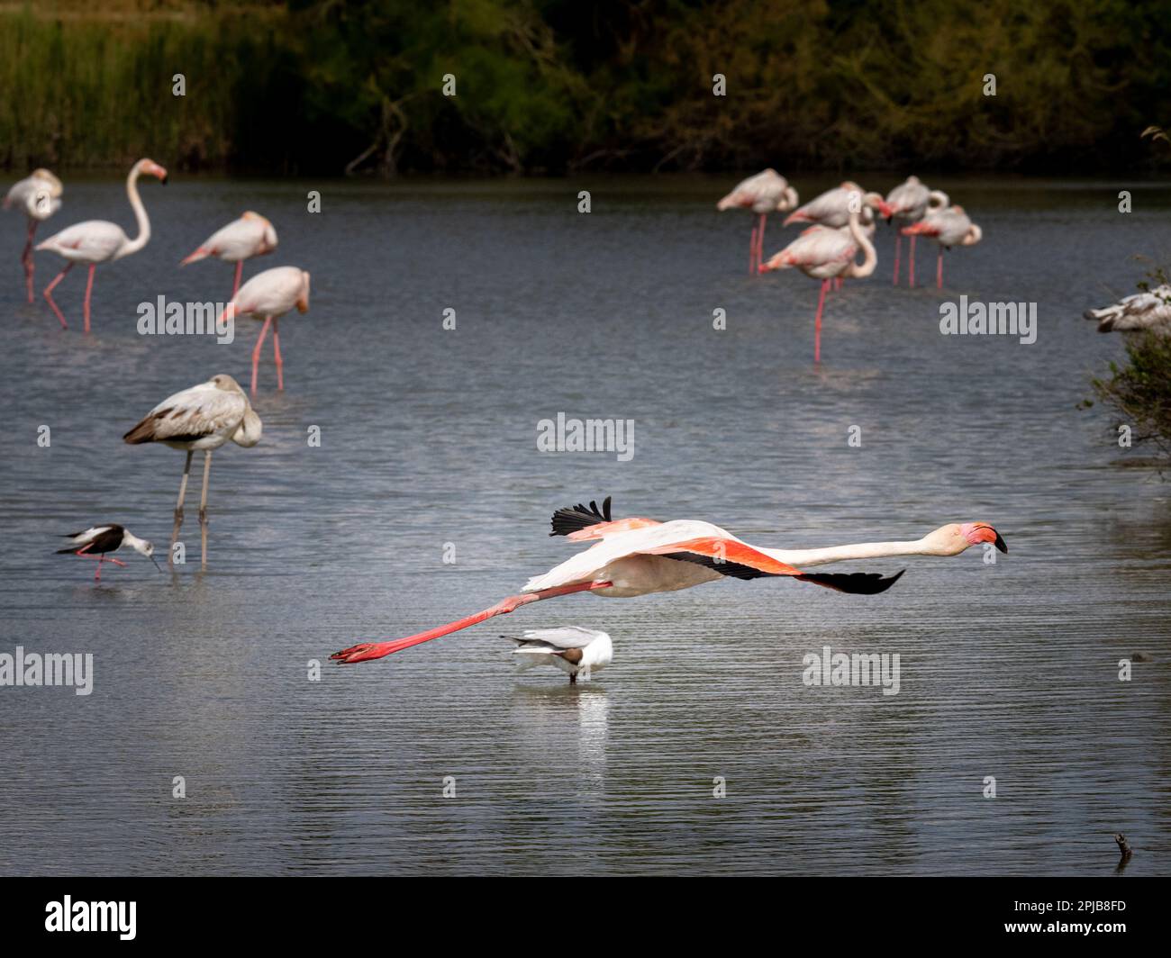 Flamingo im Tiefflug, kurz nachdem er mit anderen Vögeln im Hintergrund abgeflogen ist. Foto im Parc Ornithologique, Camargue, Provence, Frankreich. Stockfoto