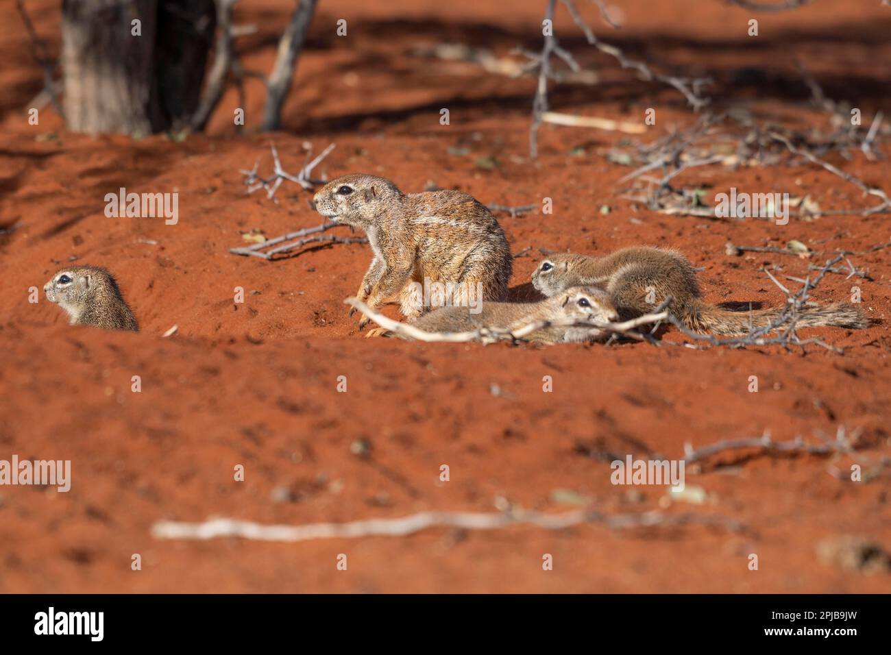 Afrikanisches Borstenhörnchen (Xerus rutilus), Kalahari, Hardap-Region, Namibia Stockfoto