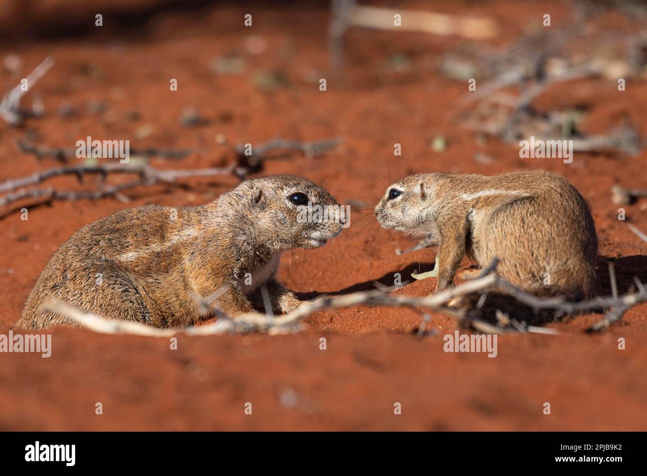 Afrikanisches Borstenhörnchen (Xerus rutilus), Kalahari, Hardap-Region, Namibia Stockfoto