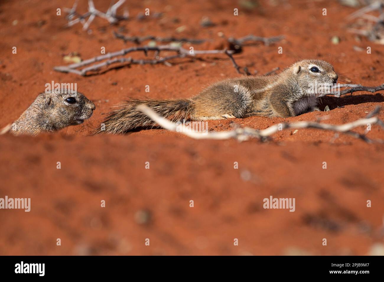 Afrikanisches Borstenhörnchen (Xerus rutilus), Kalahari, Hardap-Region, Namibia Stockfoto