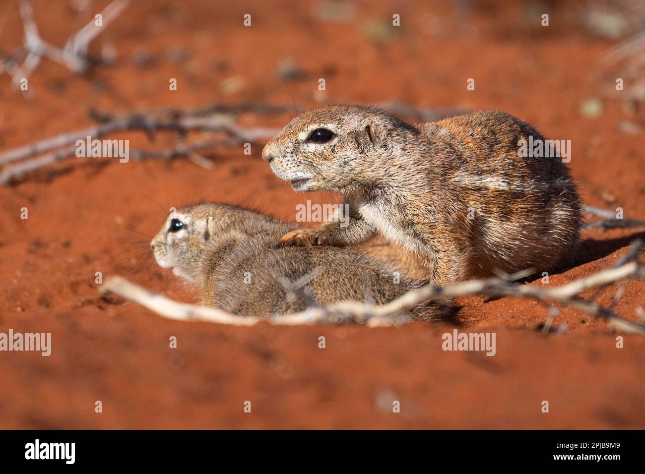 Afrikanisches Borstenhörnchen (Xerus rutilus), Kalahari, Hardap-Region, Namibia Stockfoto