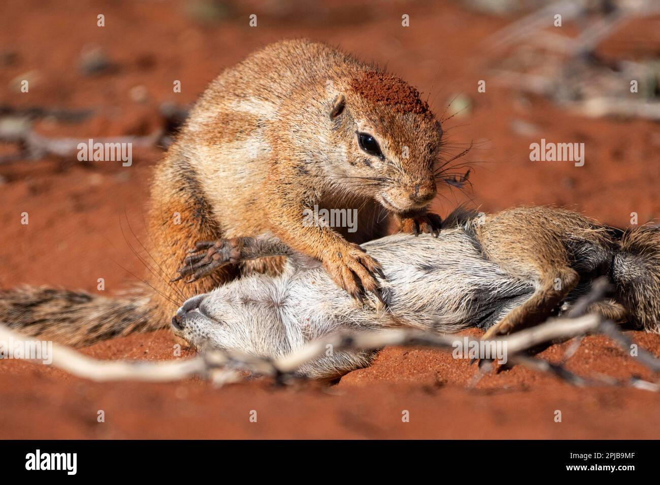 Afrikanisches Borstenhörnchen (Xerus rutilus), Kalahari, Hardap-Region, Namibia, Afrika Stockfoto