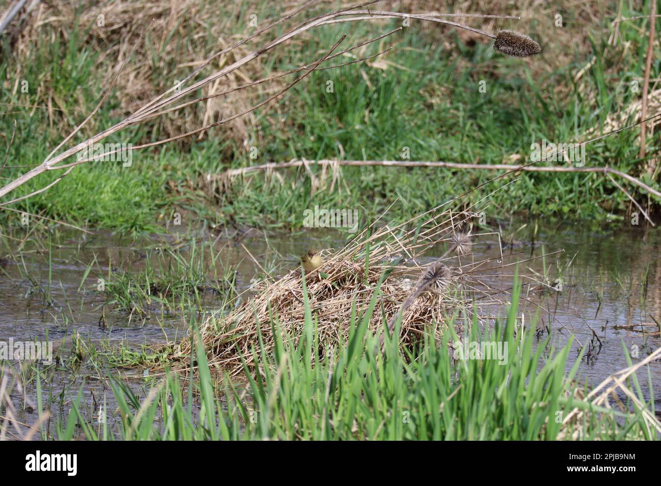 Sedge Warbler verwendet Gras als Privatsphäre Bildschirm Stockfoto