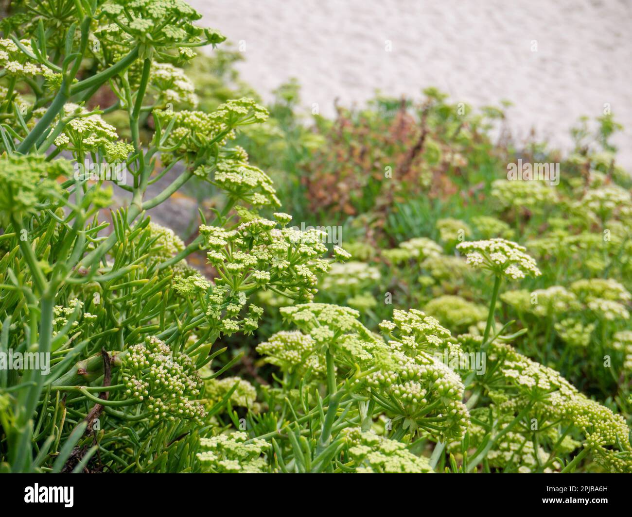 Crithmum-Marihuum, Steinsamphir oder Seefenchel oder Blütensamphire Stockfoto