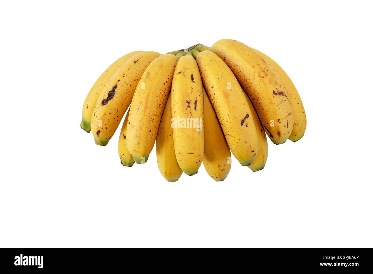 Ein Haufen kleiner, gebogener Bananen mit Zuckerflecken auf weiß isoliert. Reife, gelb gefleckte Früchte. Cavendische Sorte von Musa acuminata. Stockfoto