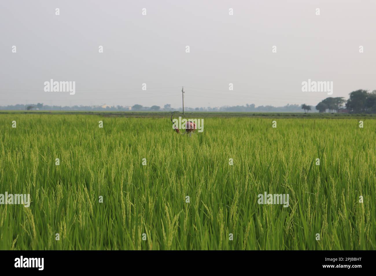 Indischer Farmer, der auf einem Feld arbeitet. Landwirtschaft Der Landwirte. Grasschnitt. Bauer mit Sense in der Hand. Wunderschönes grünes Reisfeld mit einem Kultivator. Stockfoto