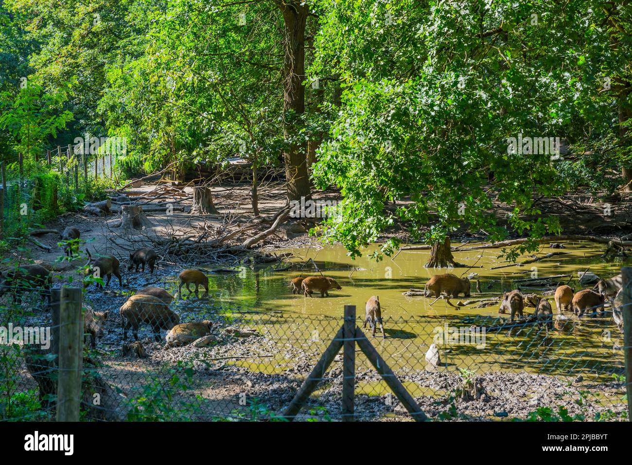 Wildschweine oder Wildschweine in einem eingezäunten Sumpf Stockfoto