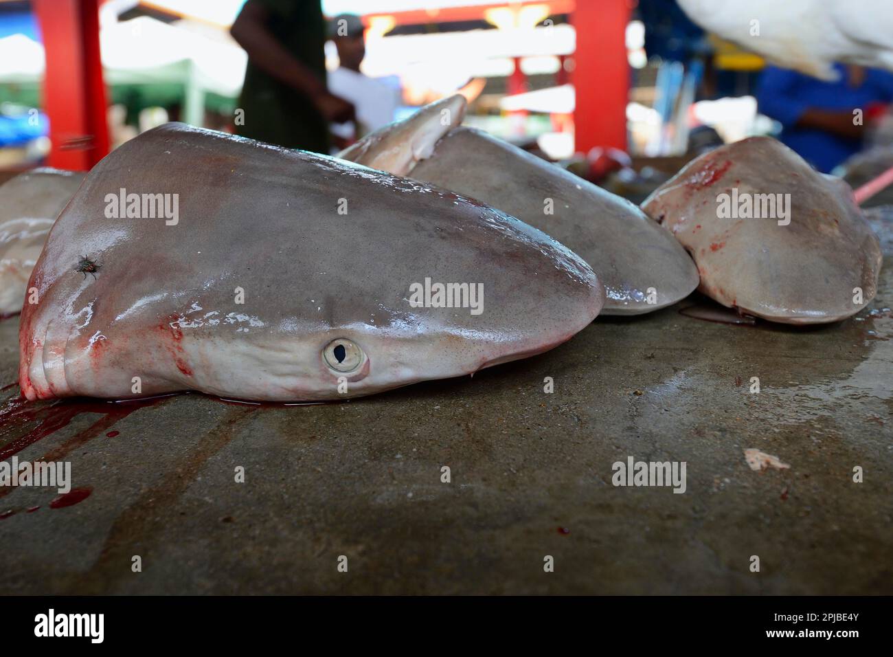 Köpfe frisch gefangener Haie zum Verkauf, Fischmarkt auf Sir Selwyn Selwyn-Clarke Market, Victoria, Mahe Island, Seychellen Stockfoto