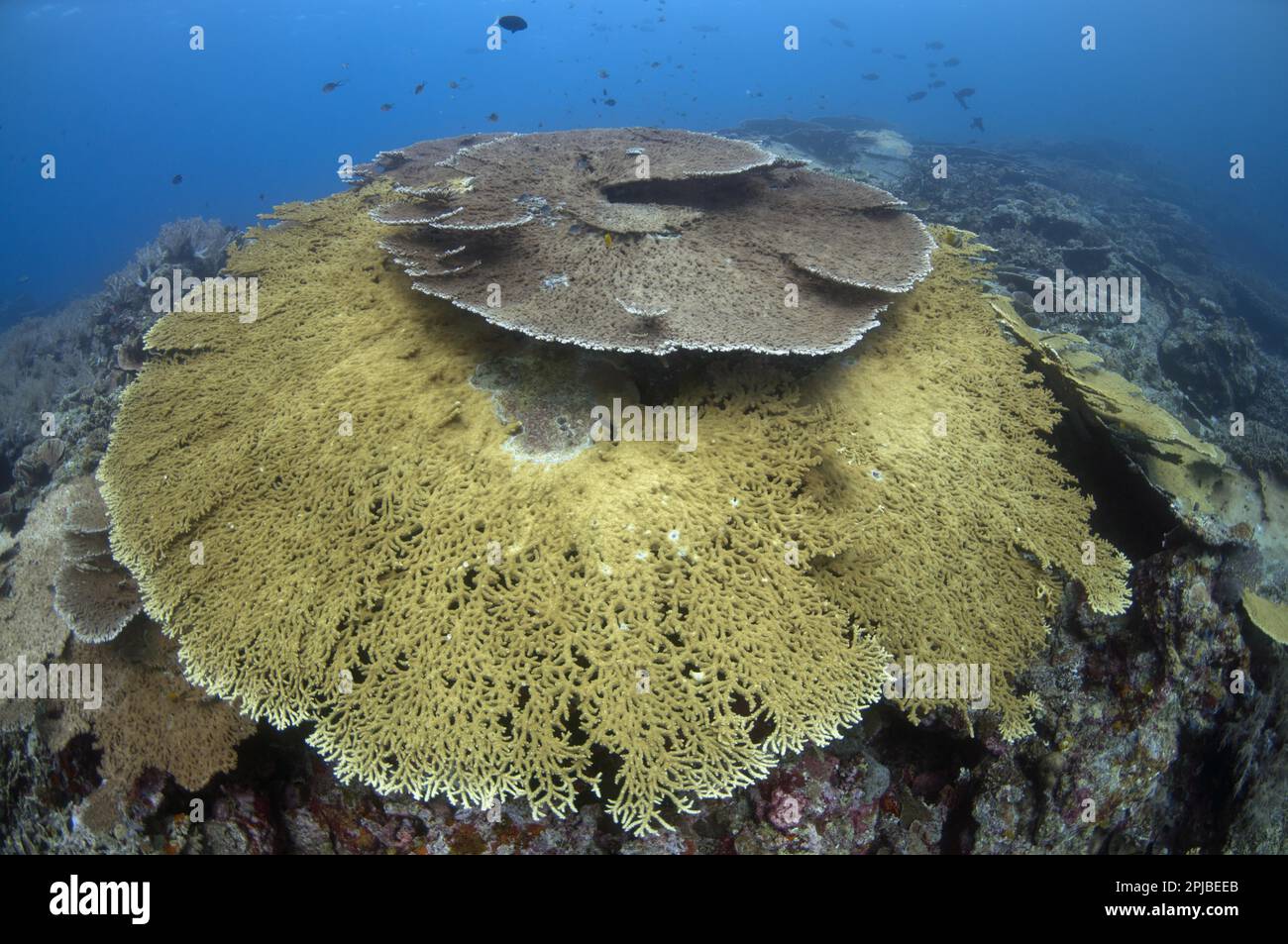 Tafelkorallen, Maluku-Inseln, Meer, Indonesien, Tafelkorallen, Steinkorallen, Steinkorallen, Andere Tiere, Korallen, Knidarianer, Tiere, große Tischhyazinthen Stockfoto