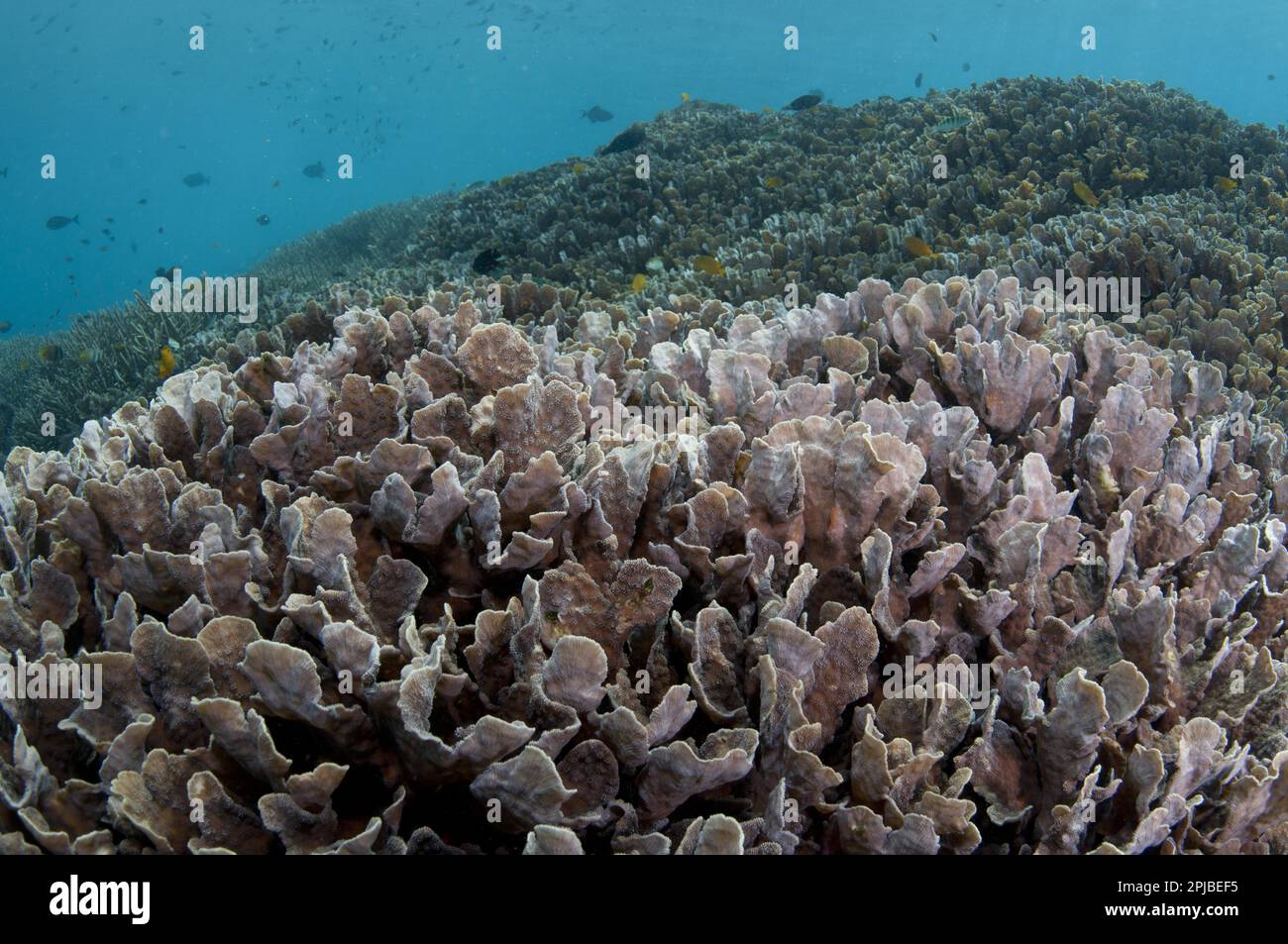 Harte Korallen, harte Korallen, andere Tiere, Korallen, Cnidarianer, Tiere, Hartkorallen (Pavona decussata) in Rifflebensraum mit Fischen, Tugu, Nusa Penida Stockfoto