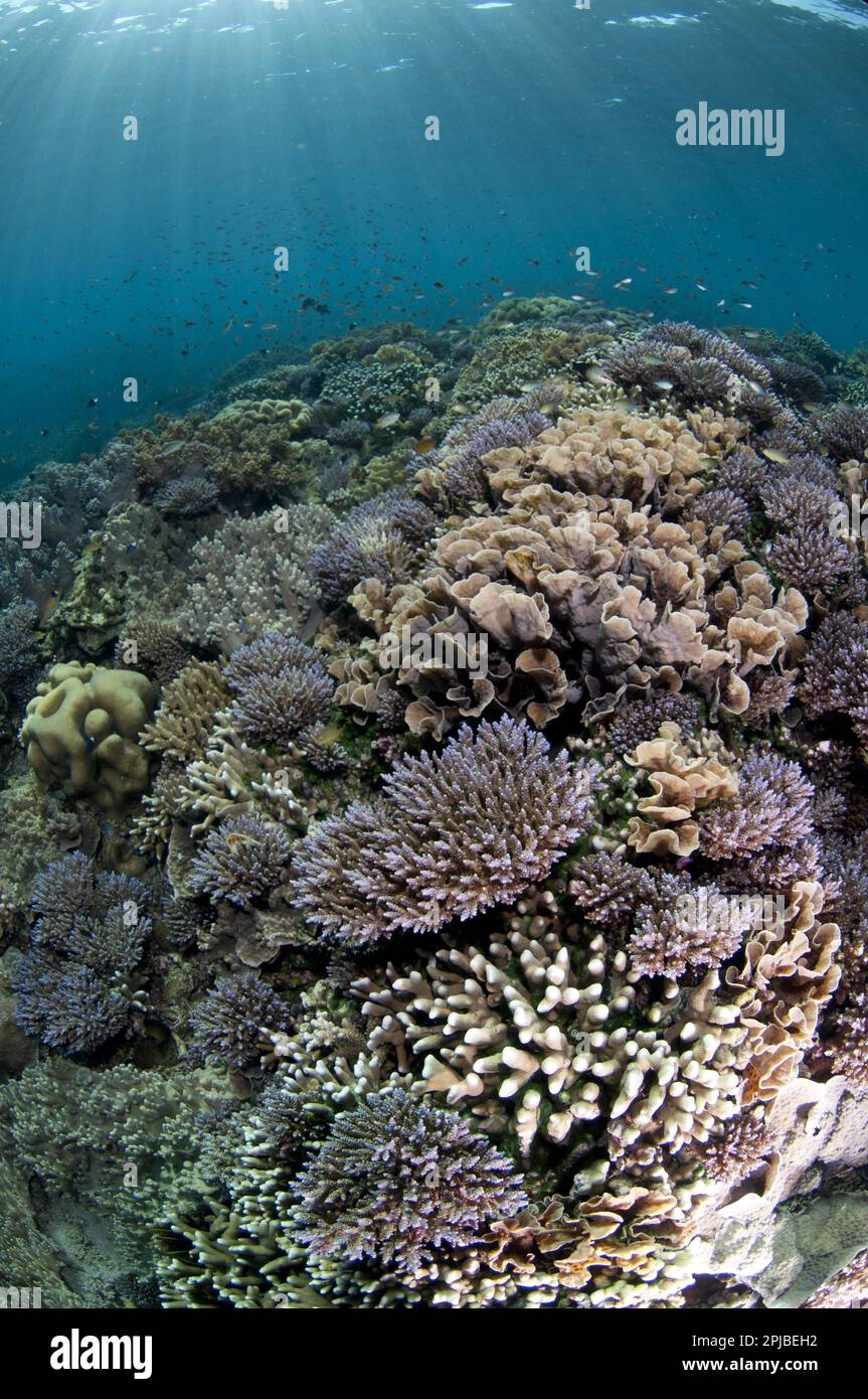 Habitat des Korallenriffs mit verschiedenen Fischarten, Tutuntute, Wetar Island, Barat Daya Inseln, Lesser Sunda Inseln, Provinz Maluku, Indonesien, Asien Stockfoto