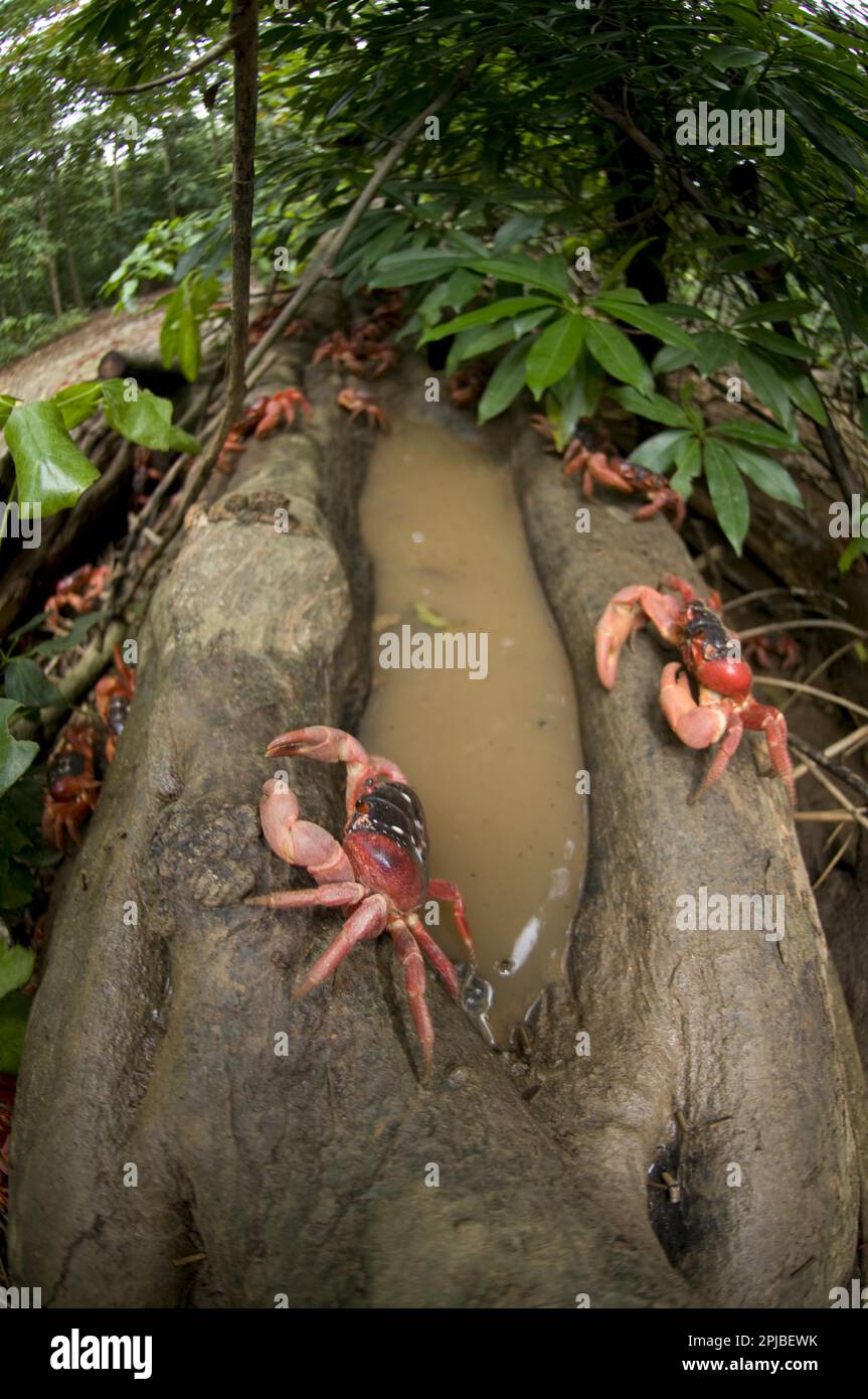 Weihnachtsinsel-Rotkrabbe (Gecarcoidea natalis), Weihnachtsinsel-Krabbe, Landkrabbe, andere Tiere, Krabben, Krebstiere, Tiere, Christma, Rote Krabbe Stockfoto