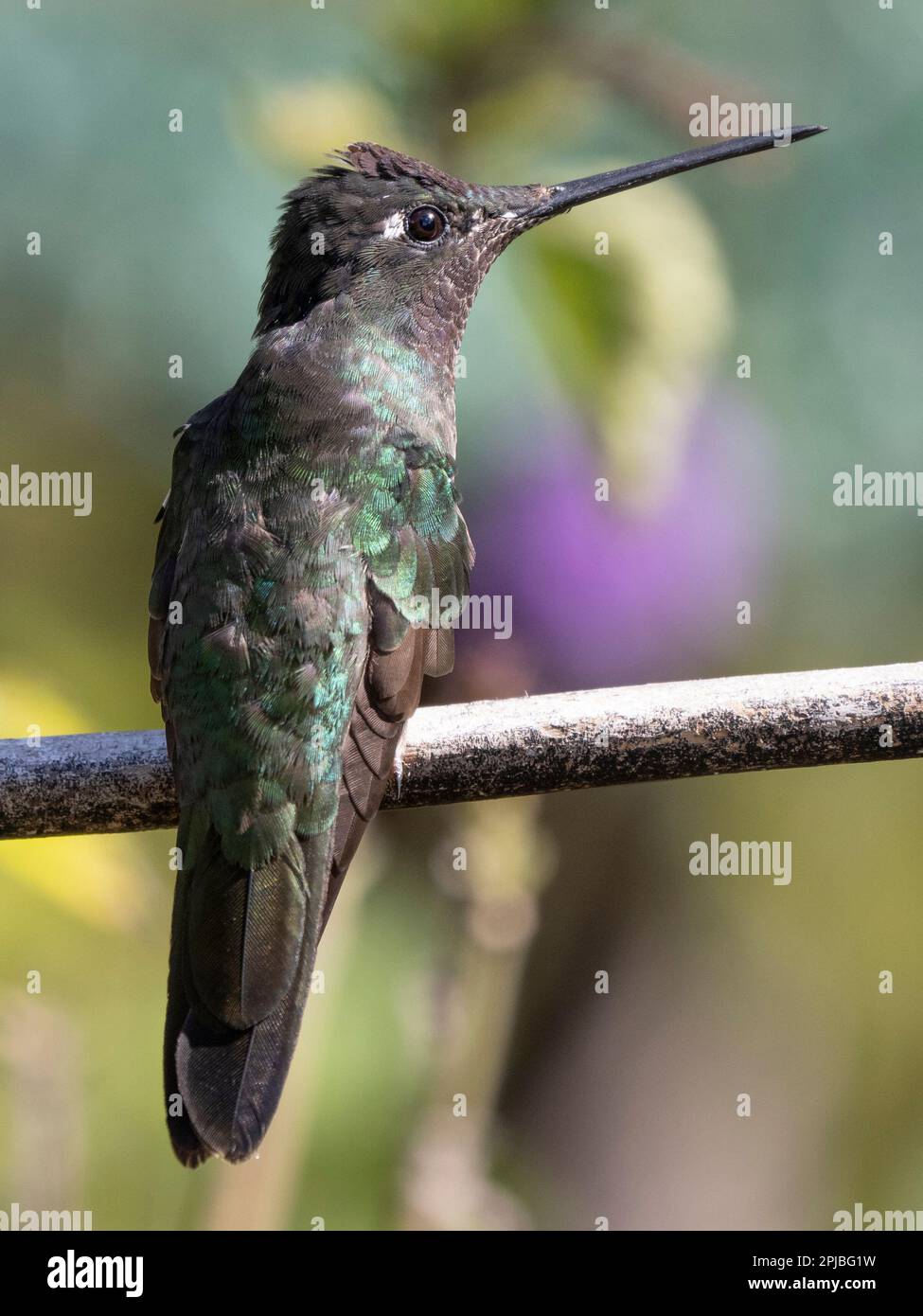 Talamanca Kolibri im Nebelwald, Savegre, Costa Rica Stockfoto