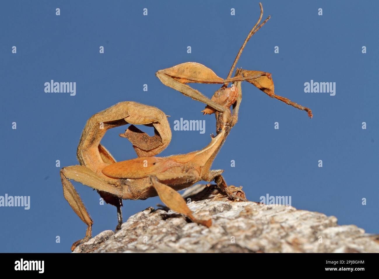 Australischer Geisterinsekt Stockfoto