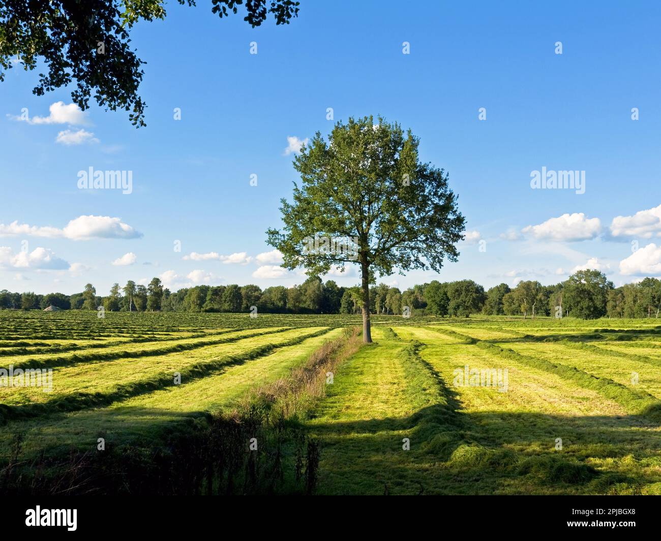 Einzelner Baum auf einer frisch gemähten Wiese Stockfoto