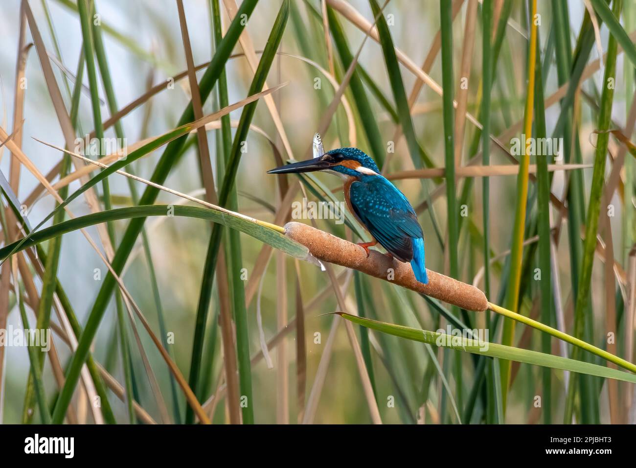 Gemeiner Königsfischer (Alcedo atthis), auch bekannt als eurasischer Königsfischer und Flusskönigsfischer, mit Fischfang in der Nähe von Nalsarovar in Gujarat, Indien Stockfoto