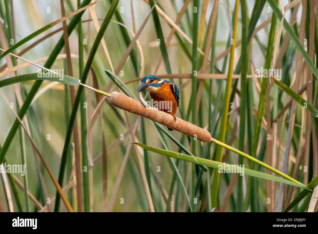 Gemeiner Königsfischer (Alcedo atthis), auch bekannt als eurasischer Königsfischer und Flusskönigsfischer, mit Fischfang in der Nähe von Nalsarovar in Gujarat, Indien Stockfoto