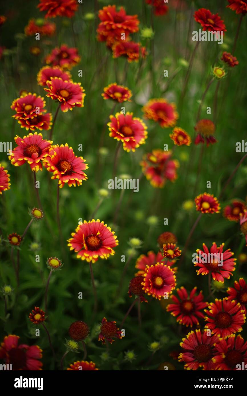 Gelb orange Blüten gaillardia wachsen im Sommer Tag, Nahaufnahme öffnen lebendige Knospen Stockfoto