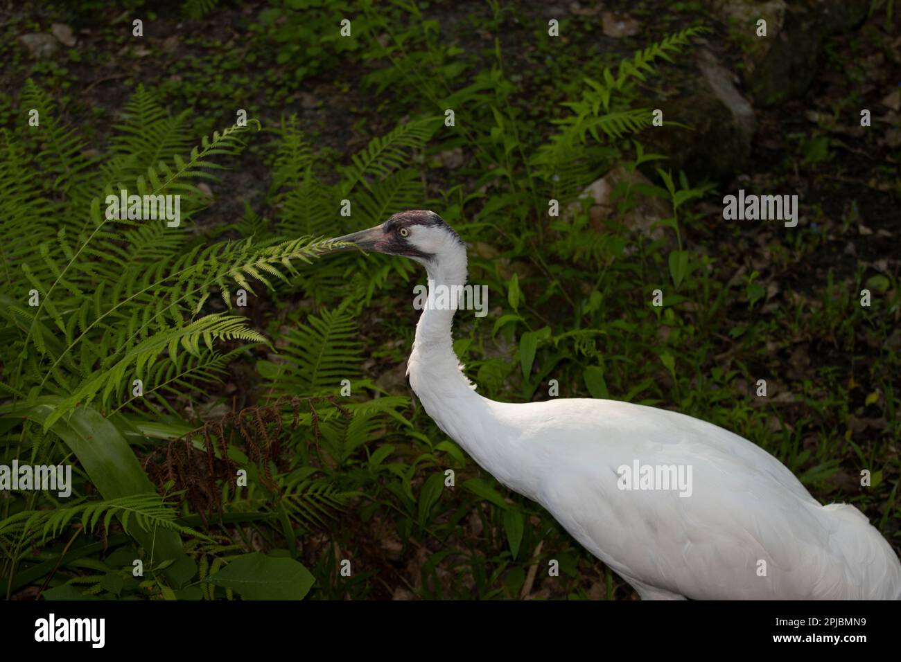 Eine vom Aussterben bedrohte Schreikranich Grus americana Stockfoto