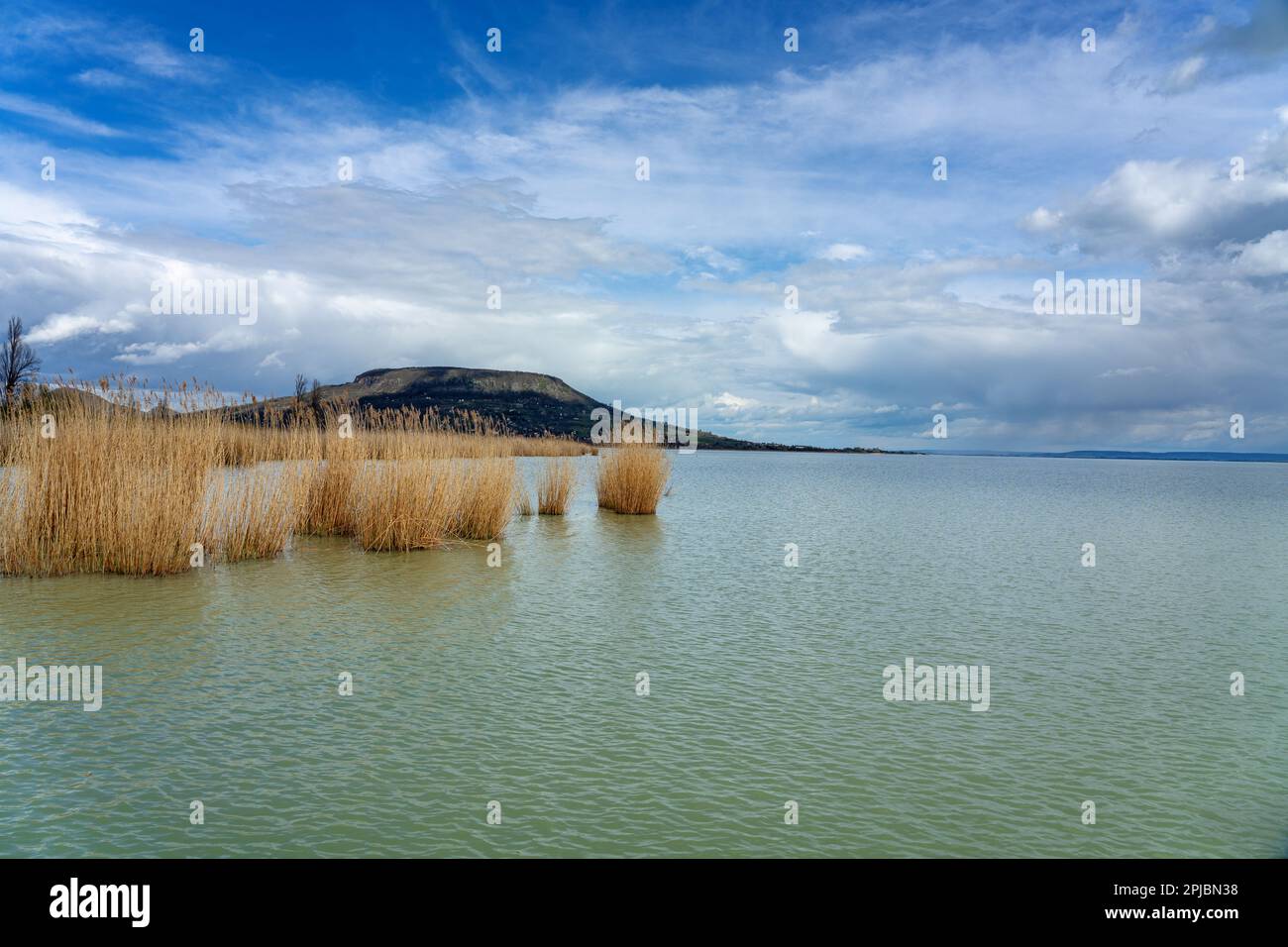 Baracsony Hill von Szigliget mit Schilf und Plattensee in Ungarn. Stockfoto