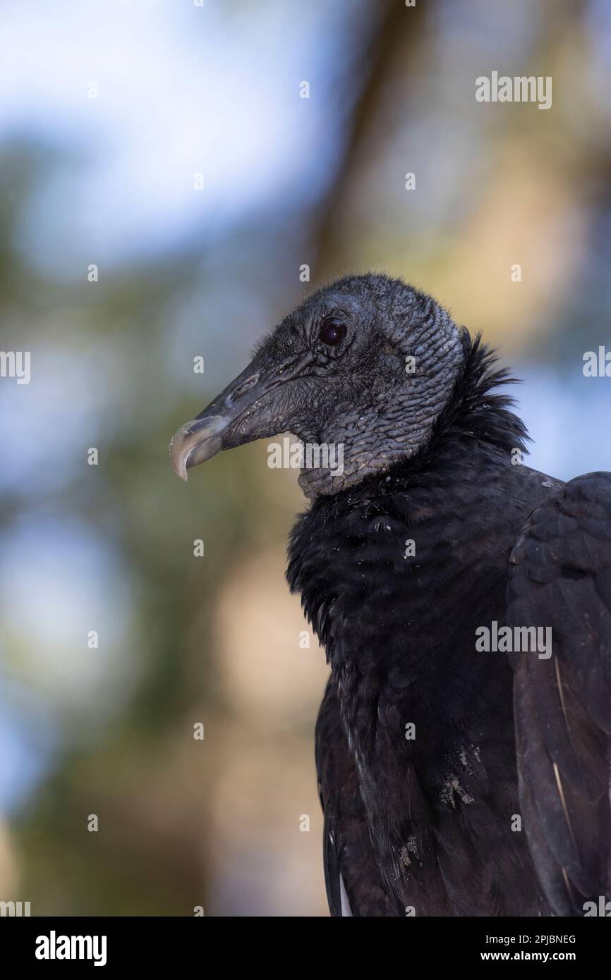 Porträt eines Schwarzen Geistes, Coragyps atratus, auch bekannt als American Black Vulture Stockfoto