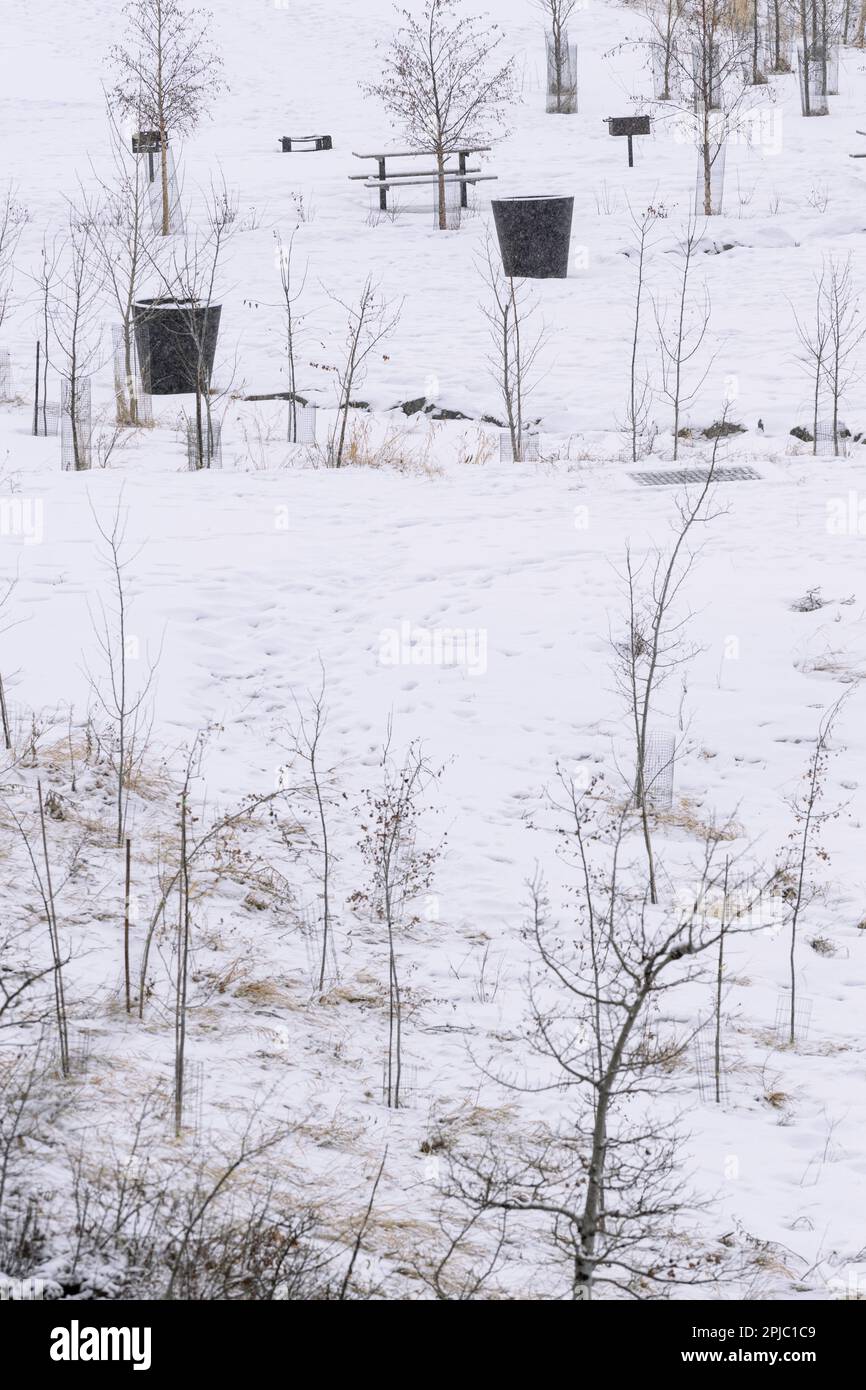 Winterpicknick mit kleinen Bäumen, die mit Drahtgeflecht bedeckt sind, um sie vor Schäden durch Biber zu schützen Stockfoto