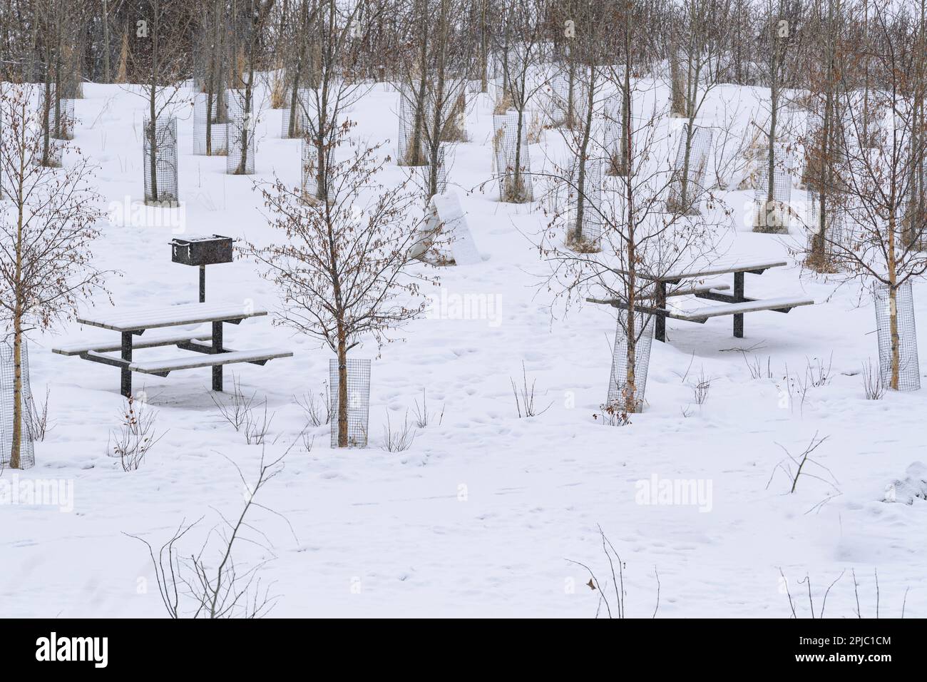 Winterpicknick mit kleinen Bäumen, die mit Drahtgeflecht bedeckt sind, um sie vor Schäden durch Biber zu schützen Stockfoto