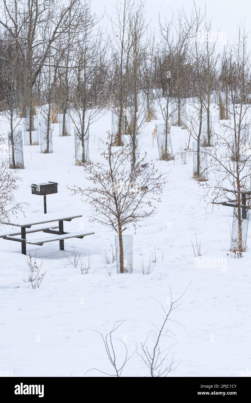 Winterpicknick mit kleinen Bäumen, die mit Drahtgeflecht bedeckt sind, um sie vor Schäden durch Biber zu schützen Stockfoto