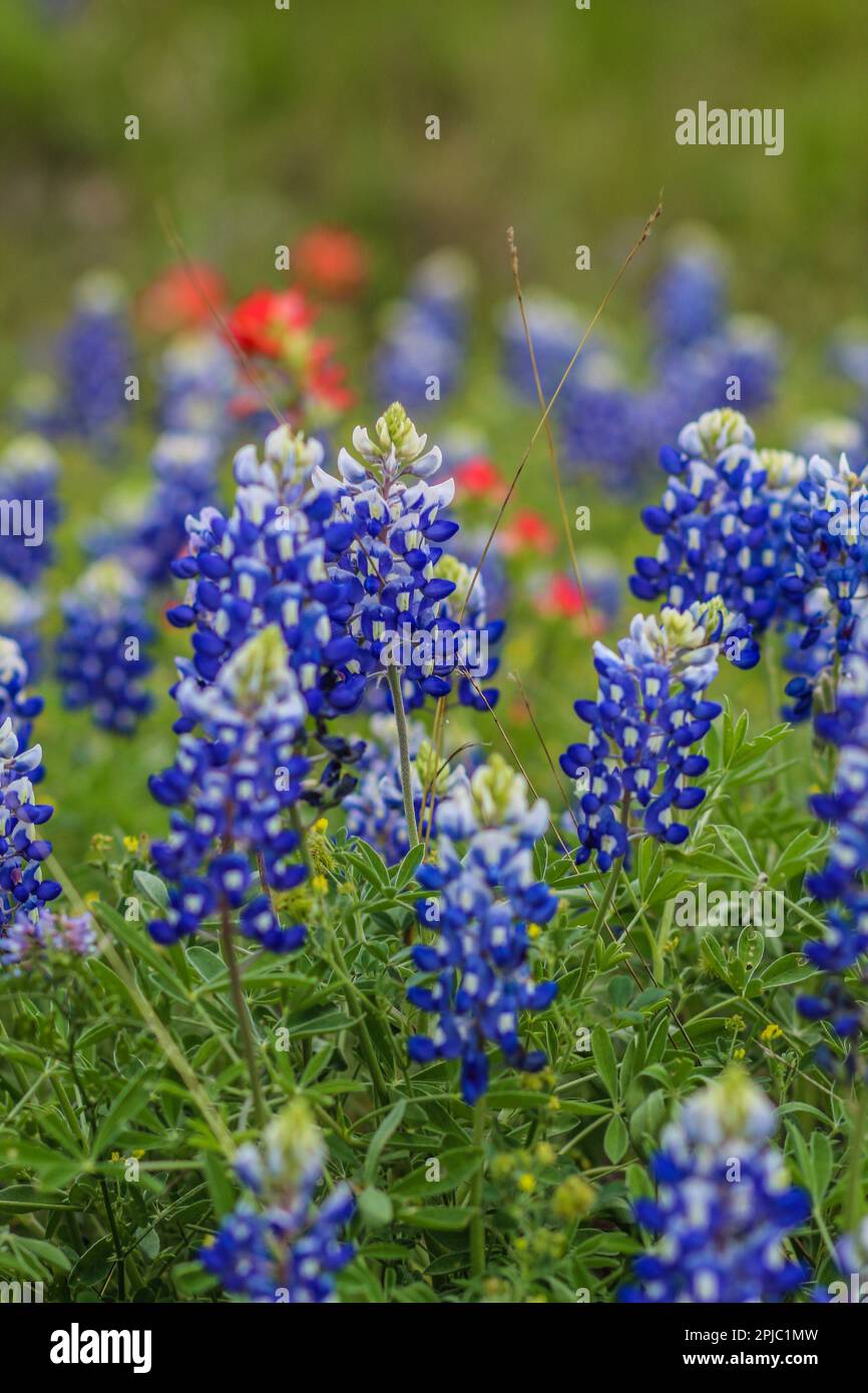 Texas Bluebonnets am Straßenrand Stockfoto