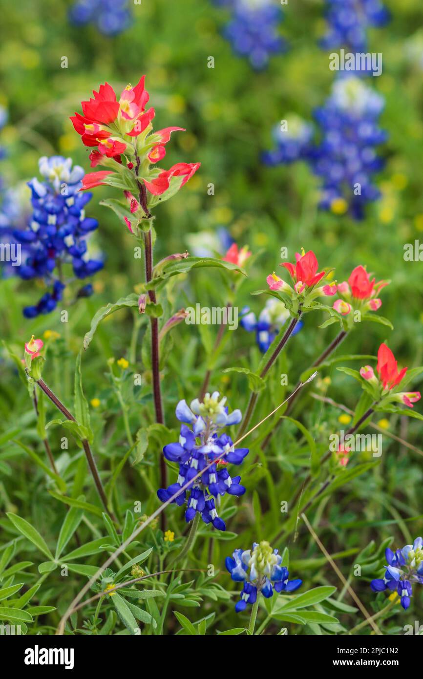 Texas Bluebonnets am Straßenrand Stockfoto